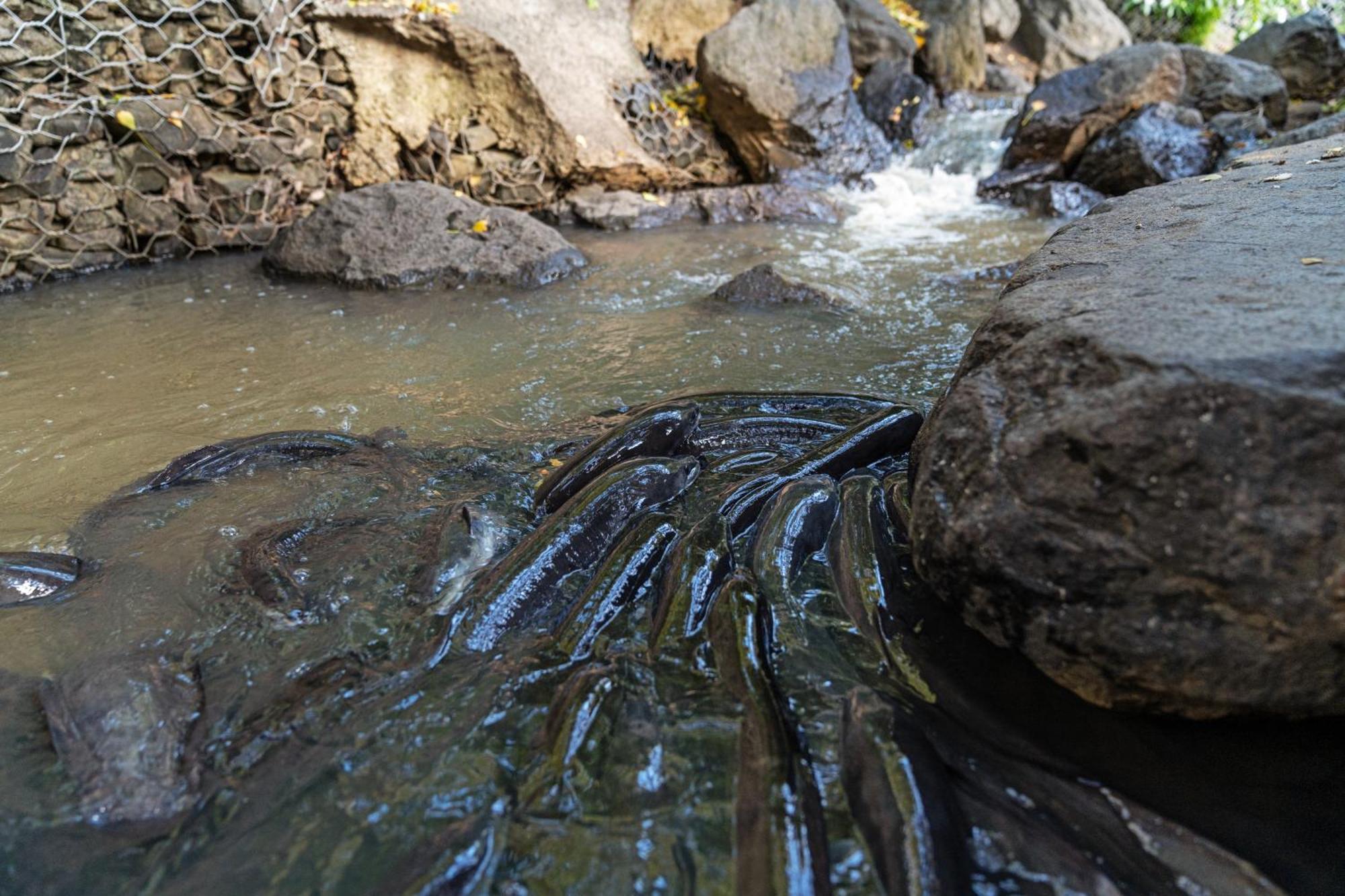 Tasman Holiday Parks - Waihi Beach Экстерьер фото Waterfall at the top of the falls